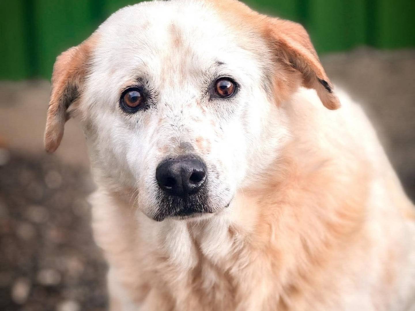 Adozione cane, maschio, Razza sconosciuta Razza sconosciuta, 5 anni e 10 mesi, taglia media, Crotone