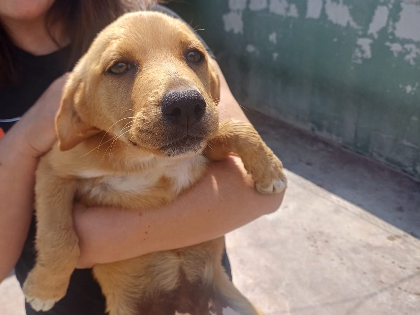 Adozione cane, femmina, Razza sconosciuta Razza sconosciuta, 4 mesi, taglia media contenuta, Caserta