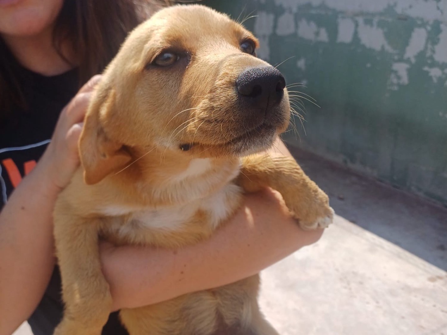 Adotta un cane, taglia media contenuta, femmina, Caserta