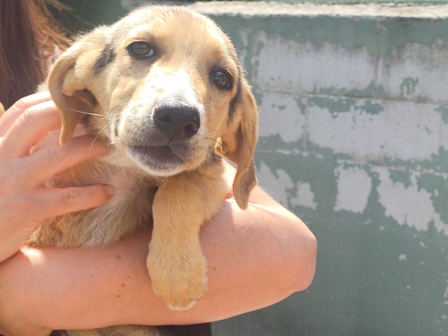 Adozione cane, femmina, Razza sconosciuta Razza sconosciuta, 4 mesi, taglia media contenuta, Caserta