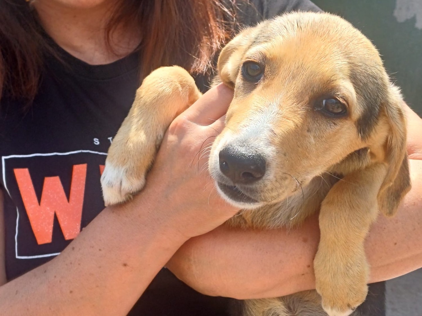 Adotta un cane, femmina, 4 mesi, Caserta