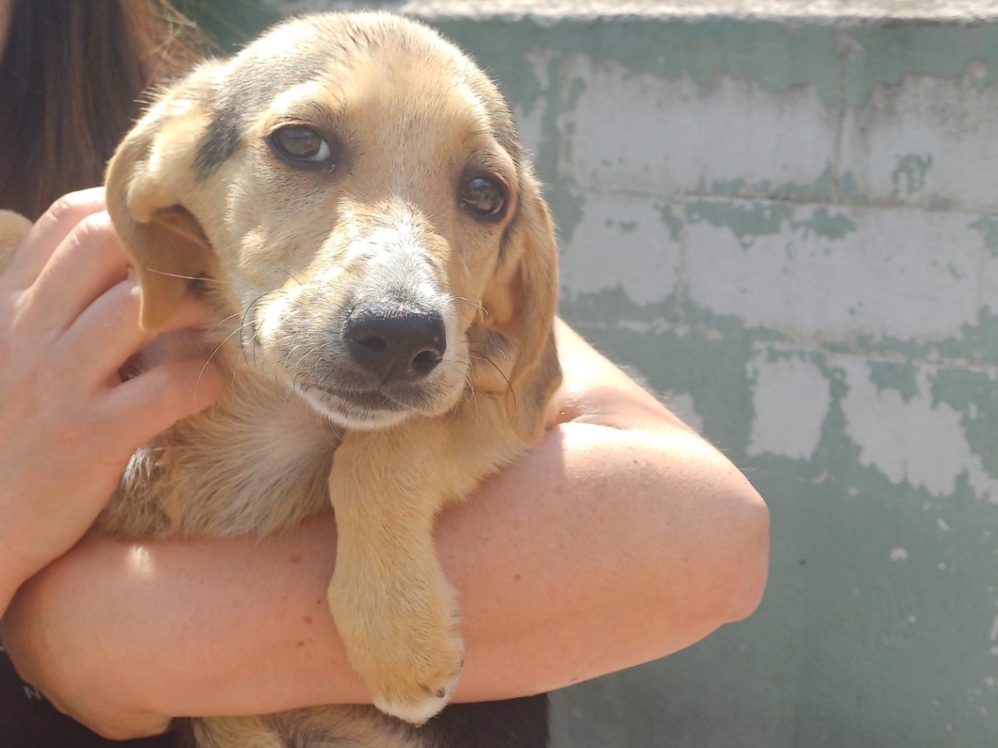 Adotta un cane, taglia media contenuta, femmina, Caserta