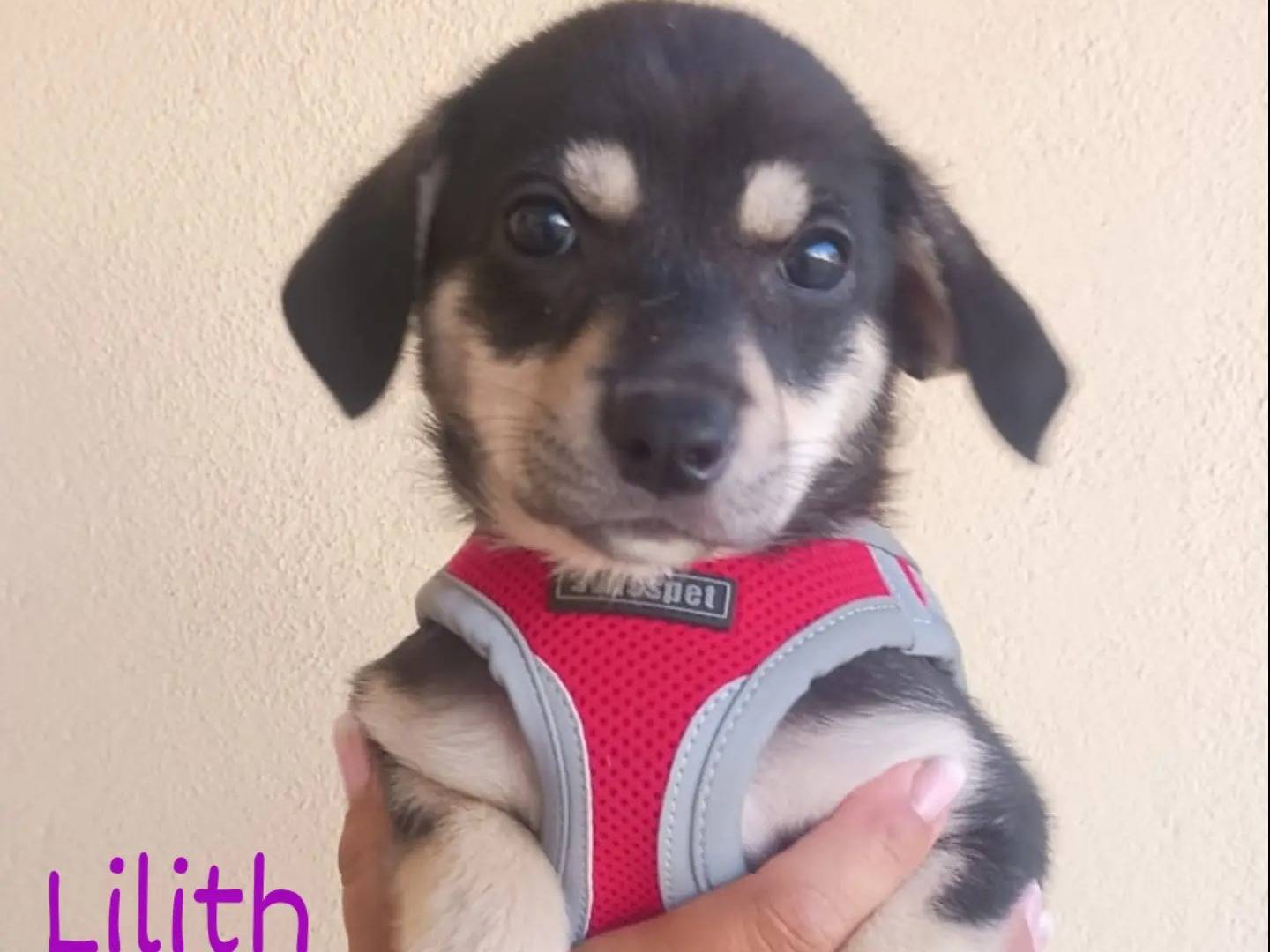 Adozione cane, femmina, Razza sconosciuta Razza sconosciuta, 1 mese, taglia media contenuta, Lecce