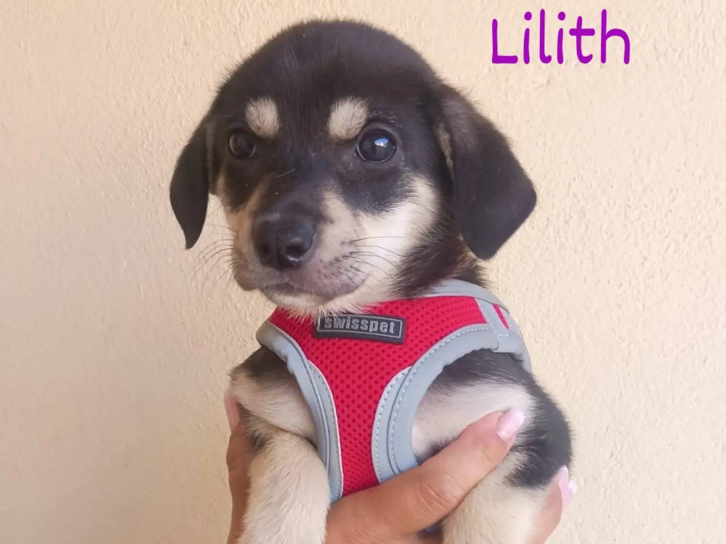 Adotta un cane, femmina, 1 mese, Lecce