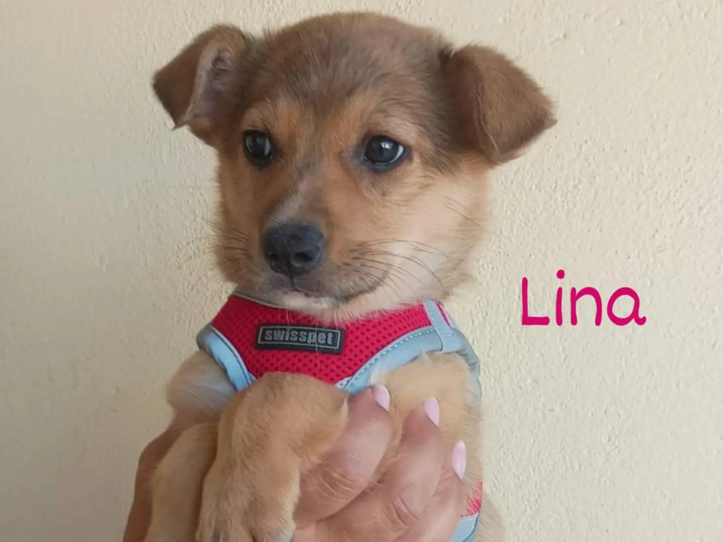Adotta un cane, femmina, 2 mesi, Lecce