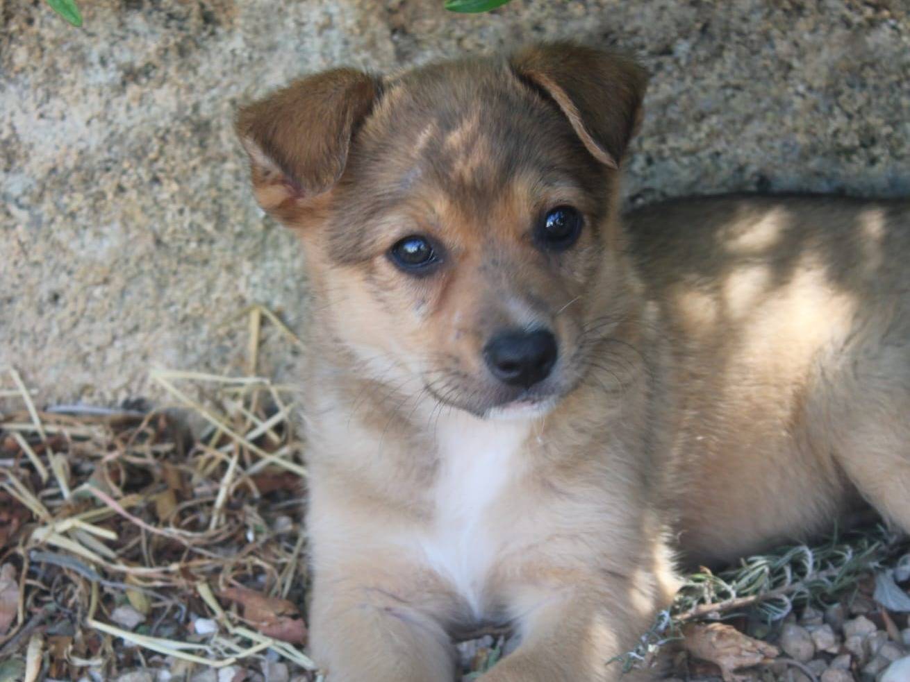 Adotta un cane, taglia media contenuta, femmina, Lecce
