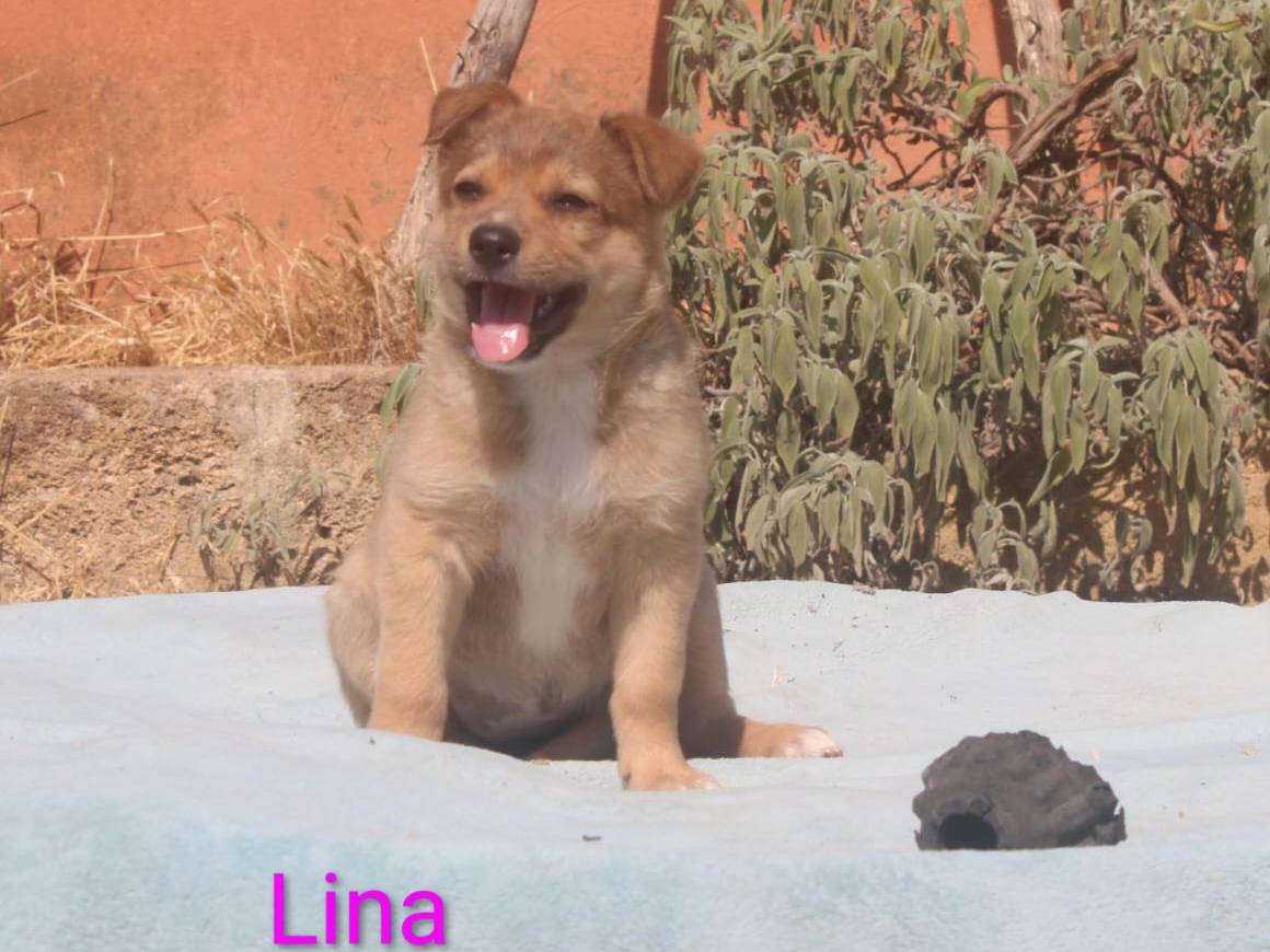 Vuoi adottare un cane a Lecce?