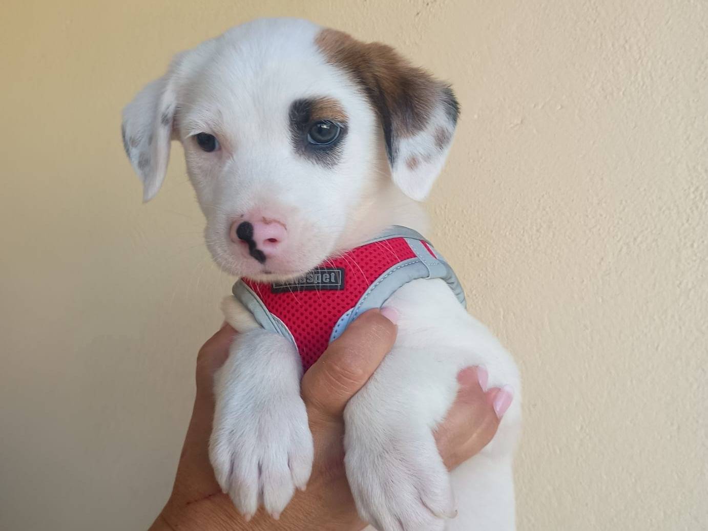 Vuoi adottare un cane a Lecce?