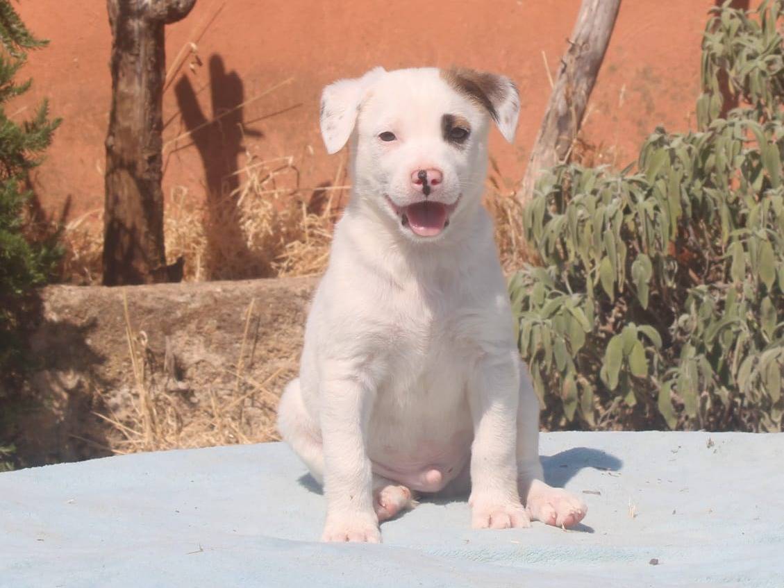 Adotta il cane Pirata a Lecce