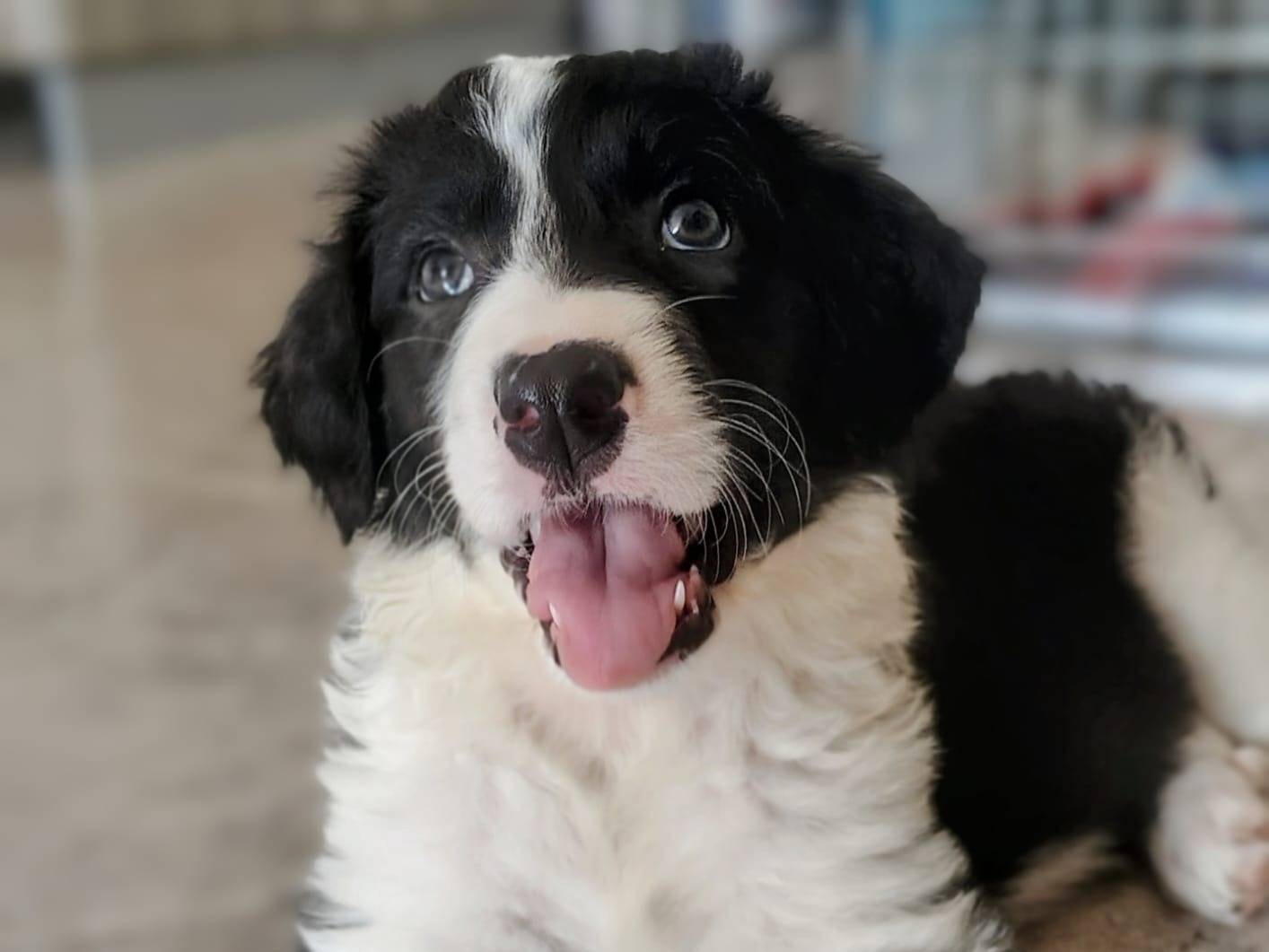 Adozione cane, femmina, Border Collie Razza sconosciuta, 2 mesi, taglia media, Modena