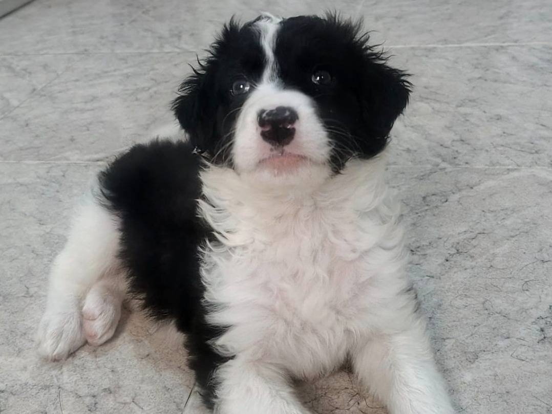 Adotta un cane, femmina, 2 mesi, Modena