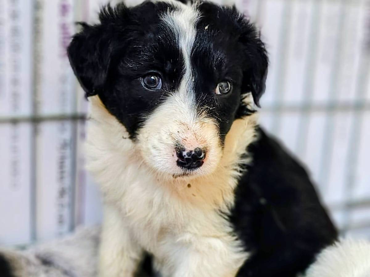 Adotta un cane, taglia media, femmina, Modena