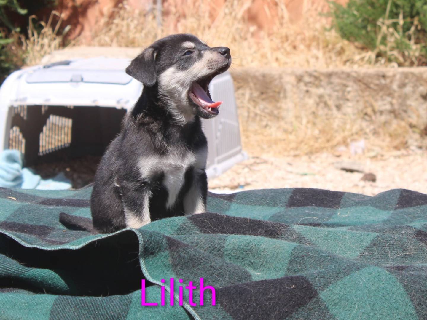 Adotta il cane Lilith a Lecce