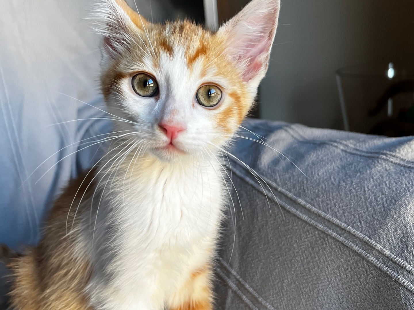 Adozione gatto, femmina, Razza sconosciuta Razza sconosciuta, 3 mesi, taglia non valida, Chieti