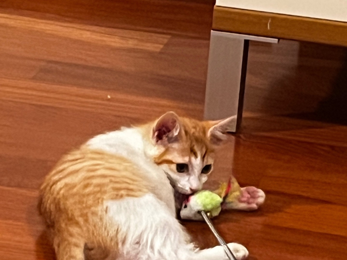 Adotta un gatto, femmina, 3 mesi, Chieti