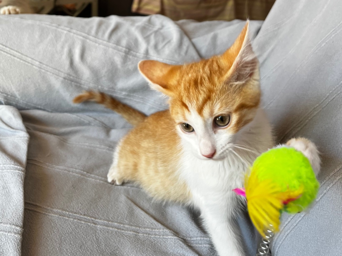 Adotta un gatto, taglia non valida, femmina, Chieti