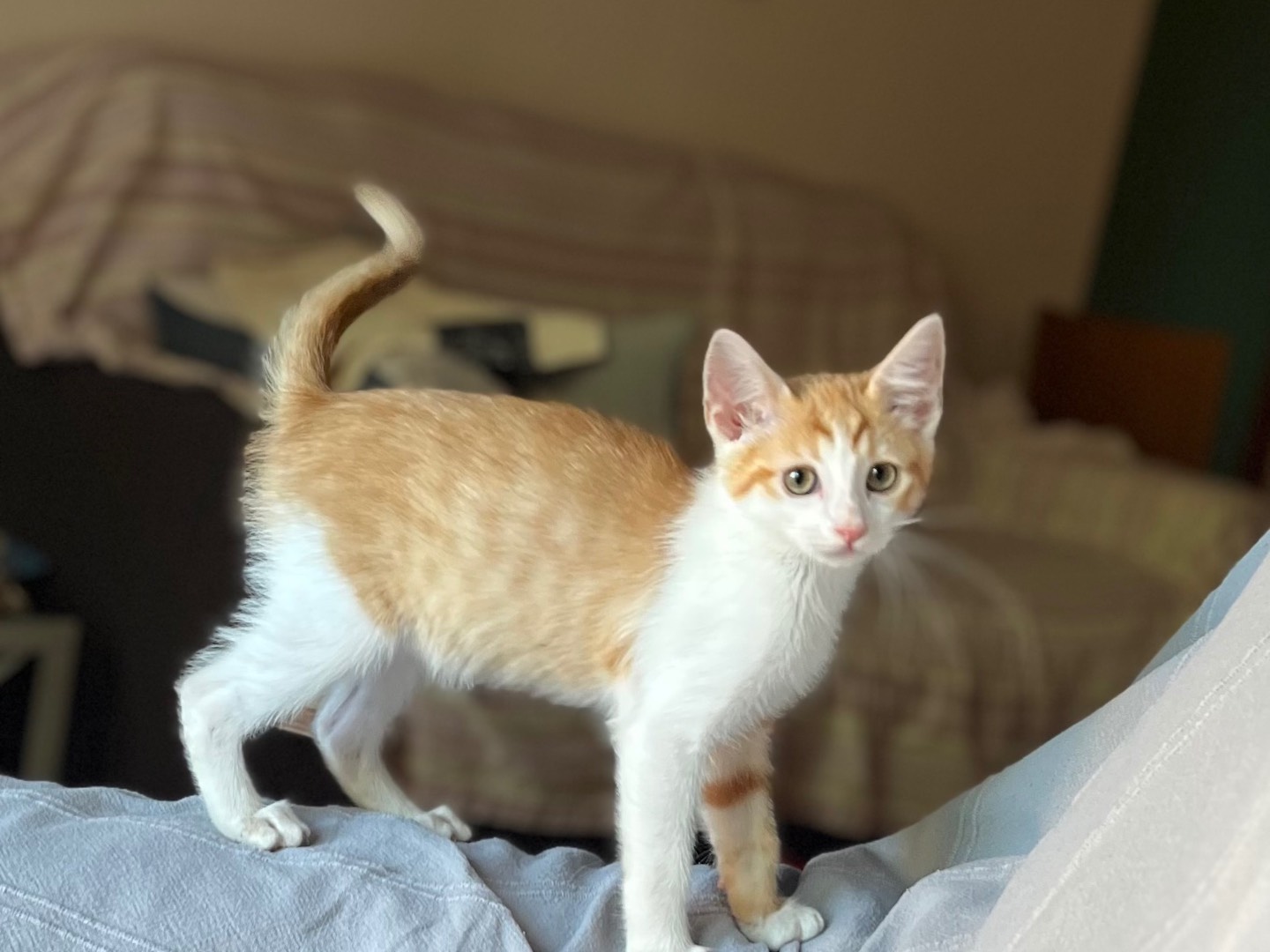 Vuoi adottare un gatto a Chieti?