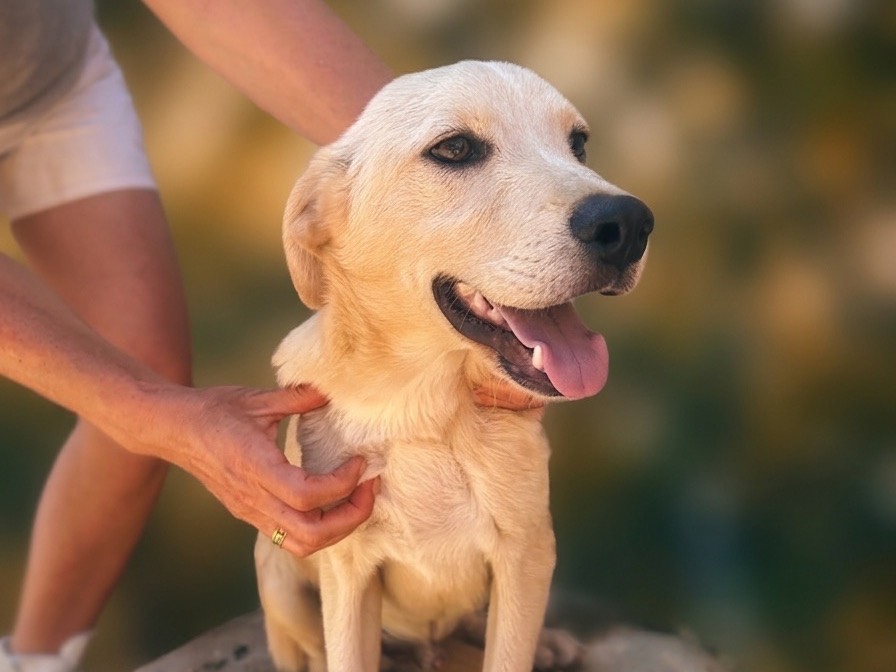 Adozione cane, maschio, Razza sconosciuta Razza sconosciuta, 5 mesi, taglia media, Trapani