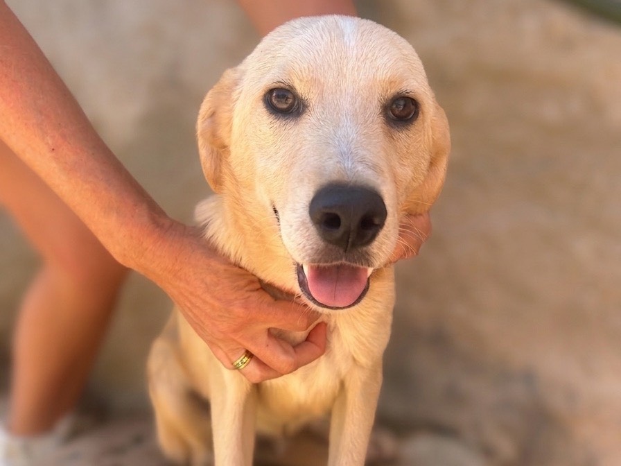 Adotta un cane, maschio, 5 mesi, Trapani