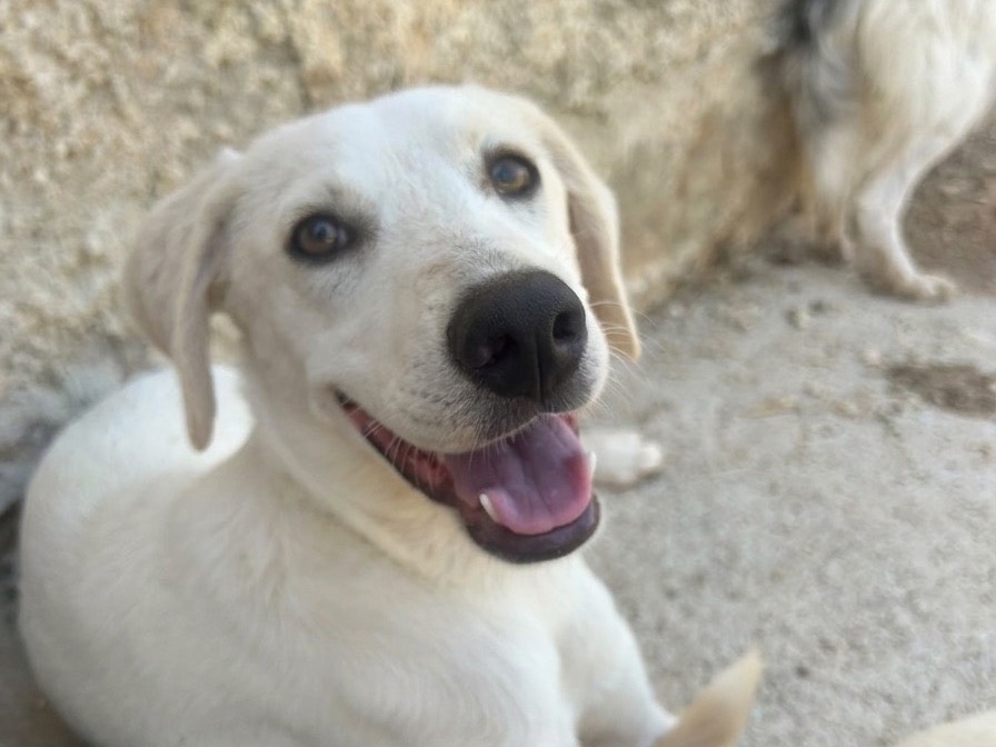 Adozione cane, maschio, Razza sconosciuta Razza sconosciuta, 5 mesi, taglia media, Trapani