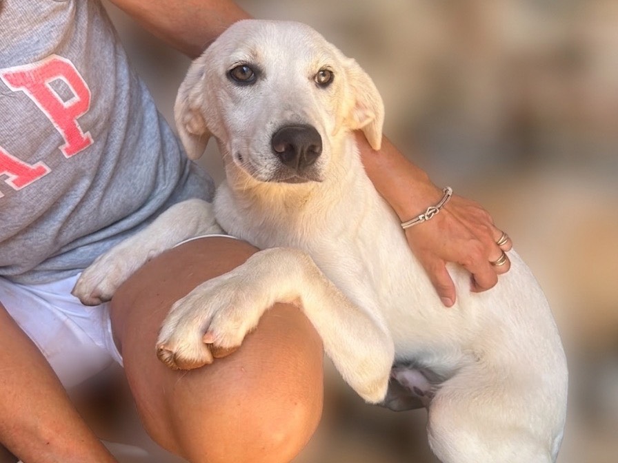 Adotta un cane, maschio, 5 mesi, Trapani