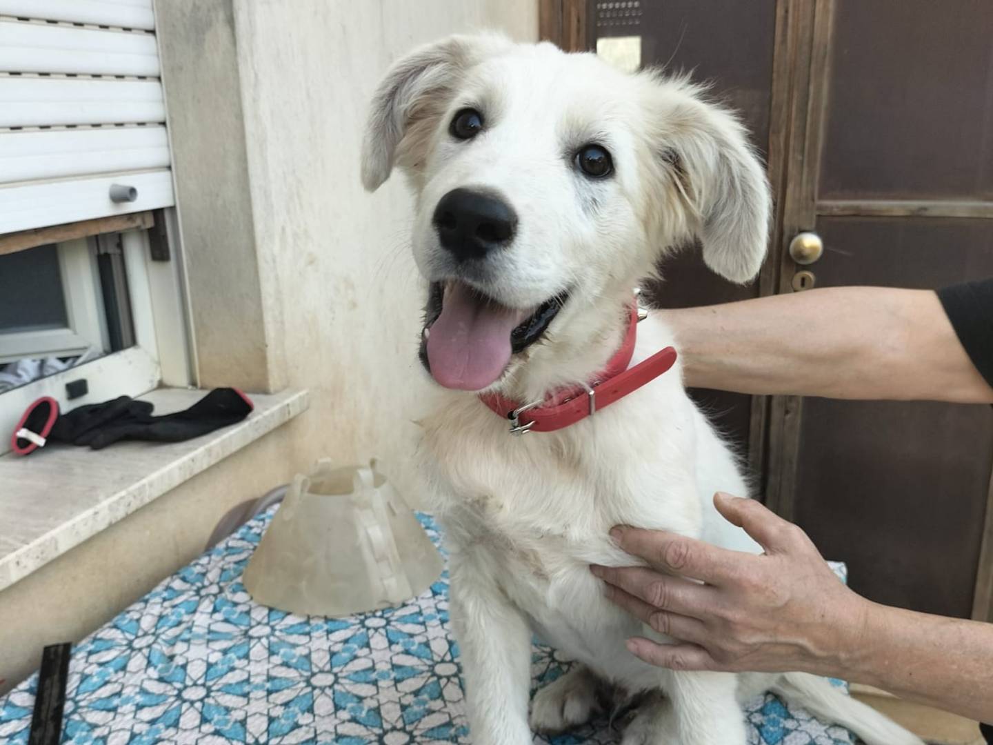 Adozione cane, maschio, Razza sconosciuta Razza sconosciuta, 4 mesi, taglia media, Cremona