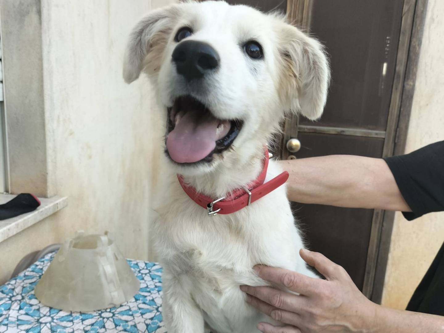 Adotta un cane, maschio, 4 mesi, Cremona