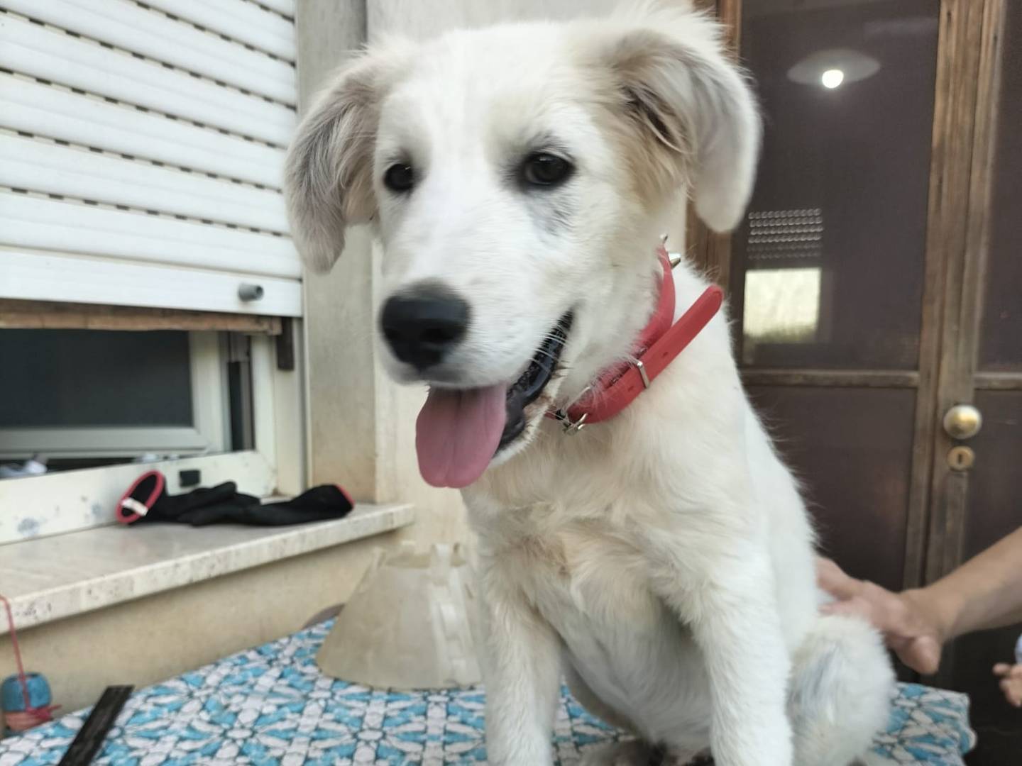 Adotta un cane, taglia media, maschio, Cremona