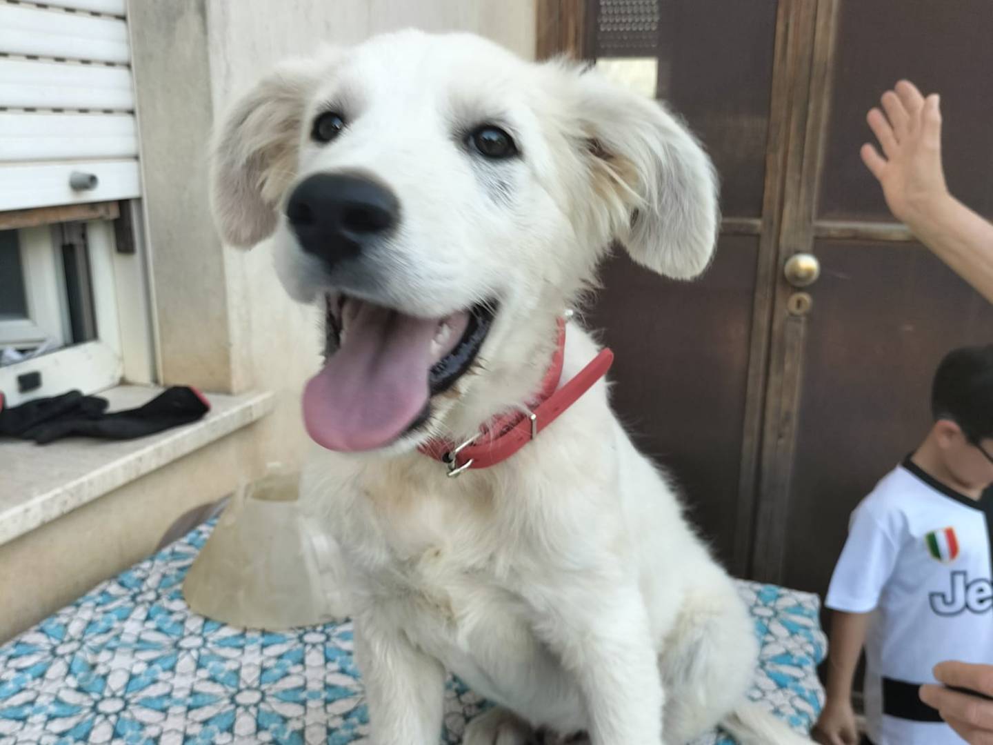Vuoi adottare un cane a Cremona?