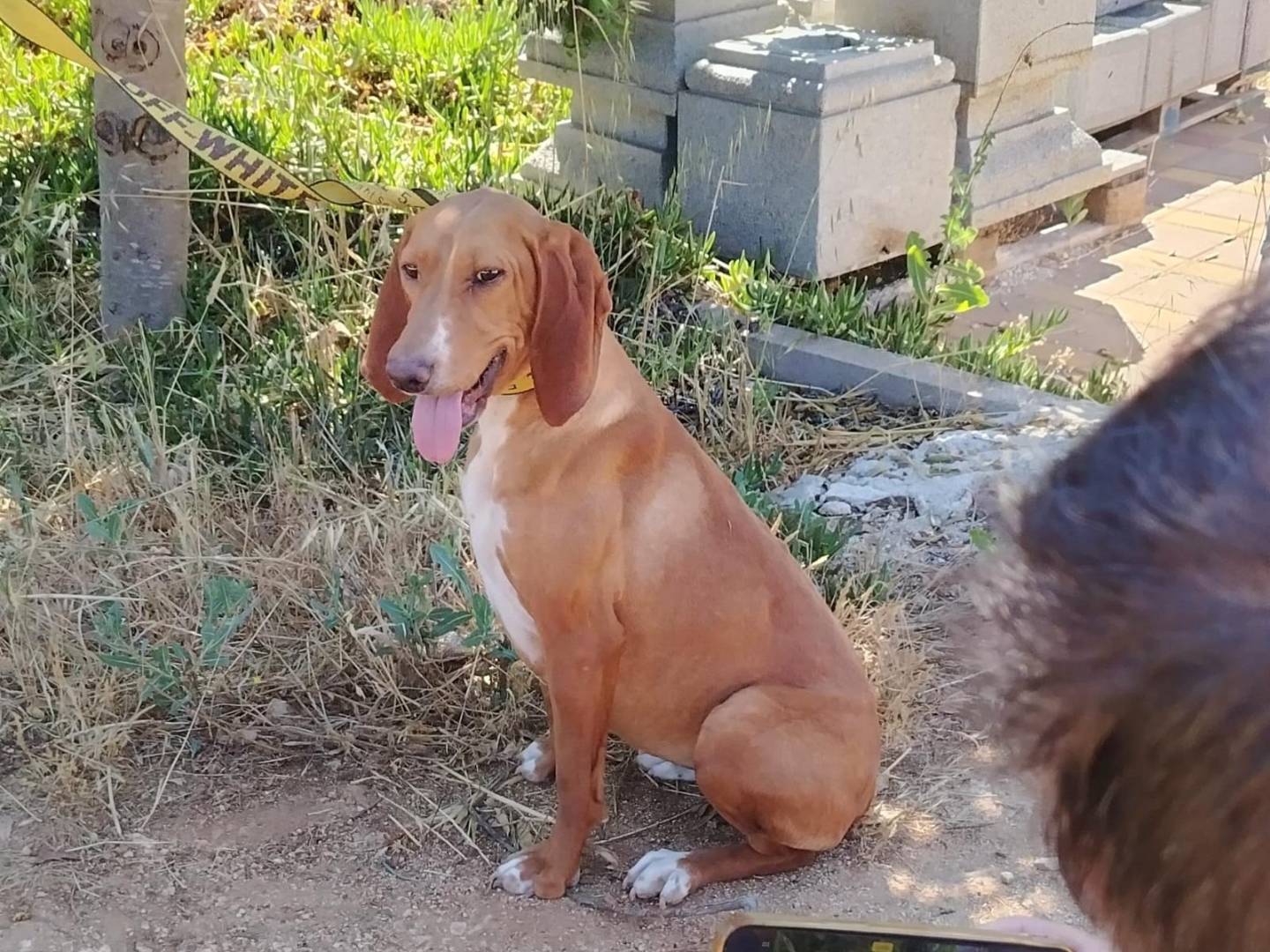 Adozione cane, femmina, Segugio Razza sconosciuta, 1 anno e 3 mesi, taglia media, Bologna