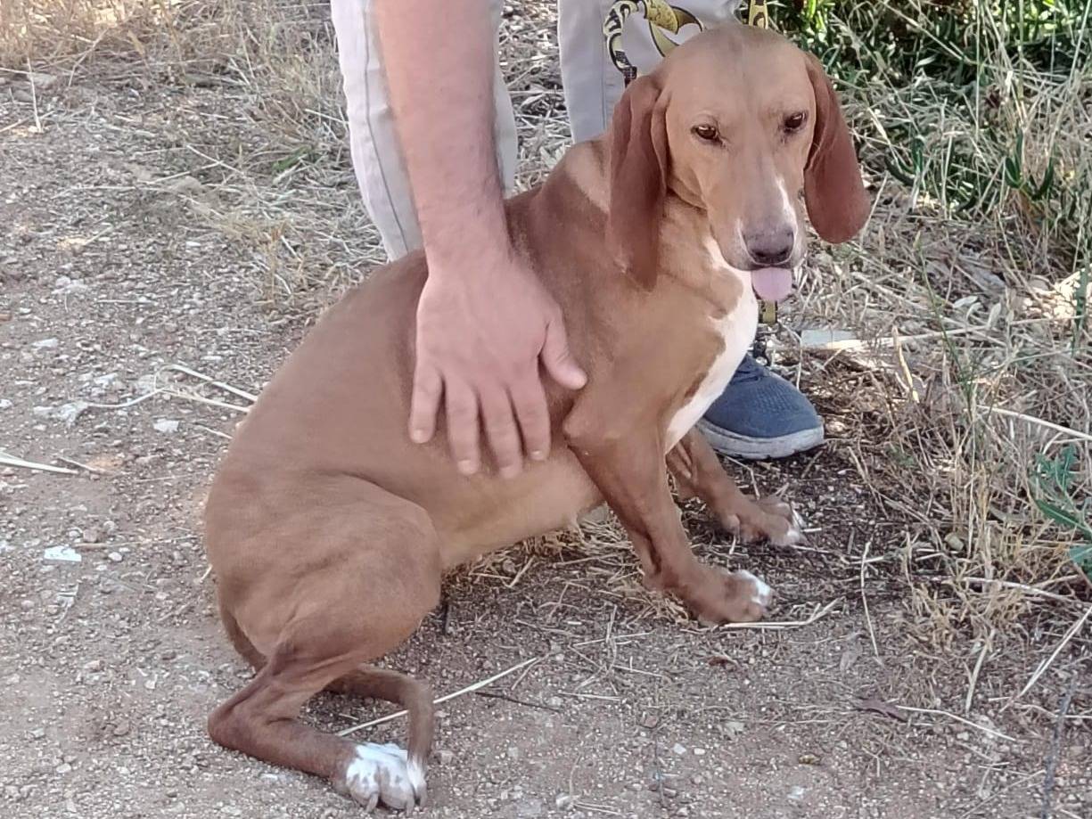 Adotta un cane, femmina, 1 anno e 3 mesi, Bologna