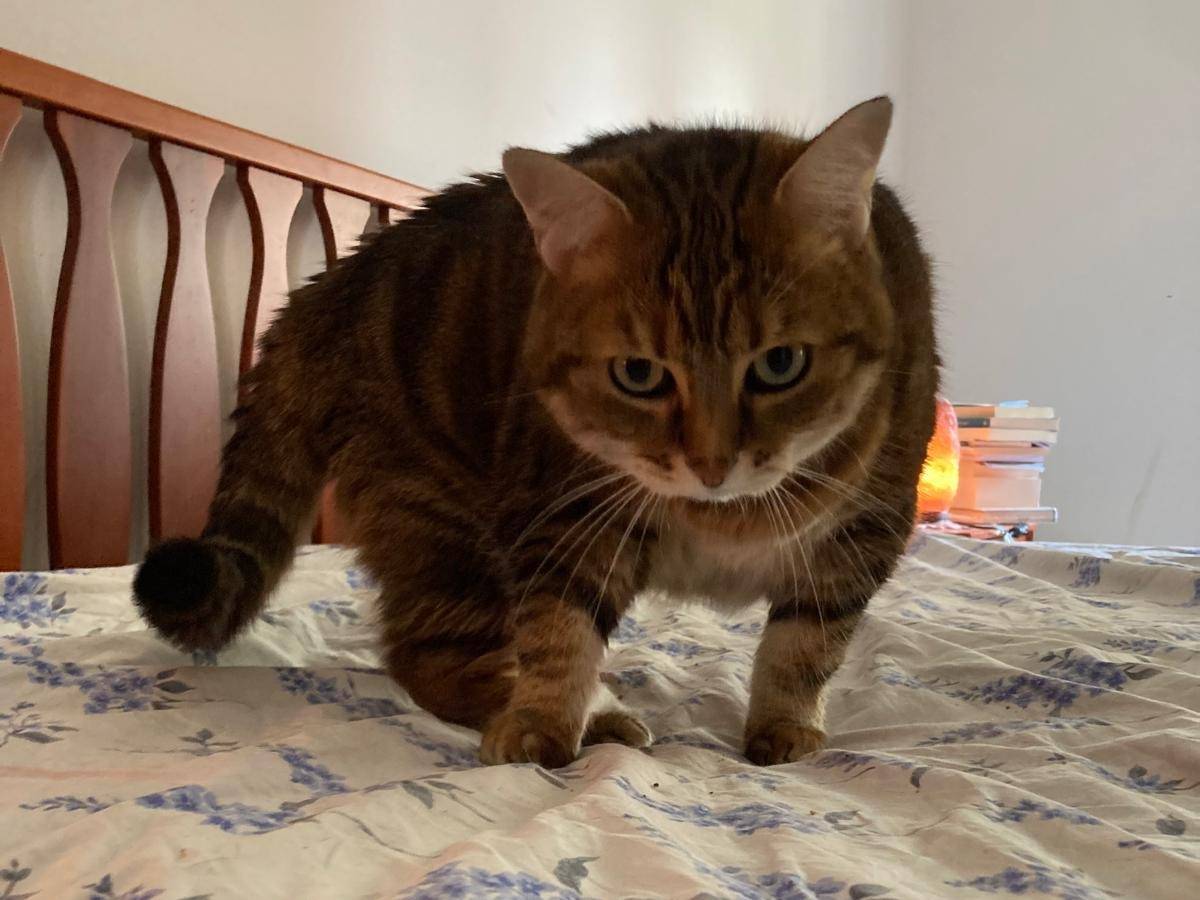 Adozione gatto, femmina, Razza sconosciuta Razza sconosciuta, 8 anni e 5 mesi, taglia non valida, Ragusa