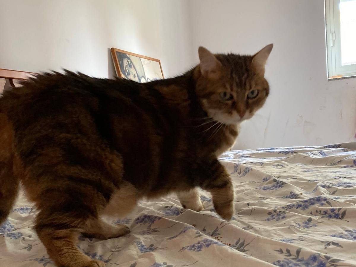 Adotta un gatto, taglia non valida, femmina, Ragusa