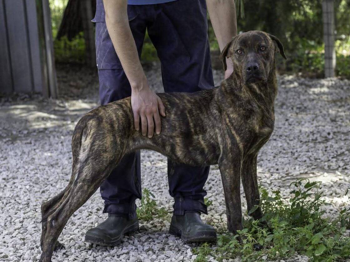 Adotta un cane, femmina, 5 anni e 5 mesi, Ragusa