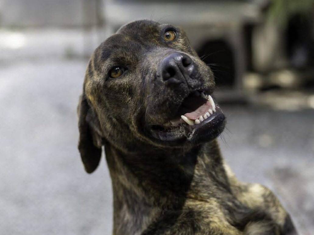 Adozione cane, femmina, Corso Razza sconosciuta, 5 anni e 5 mesi, taglia media, Ragusa
