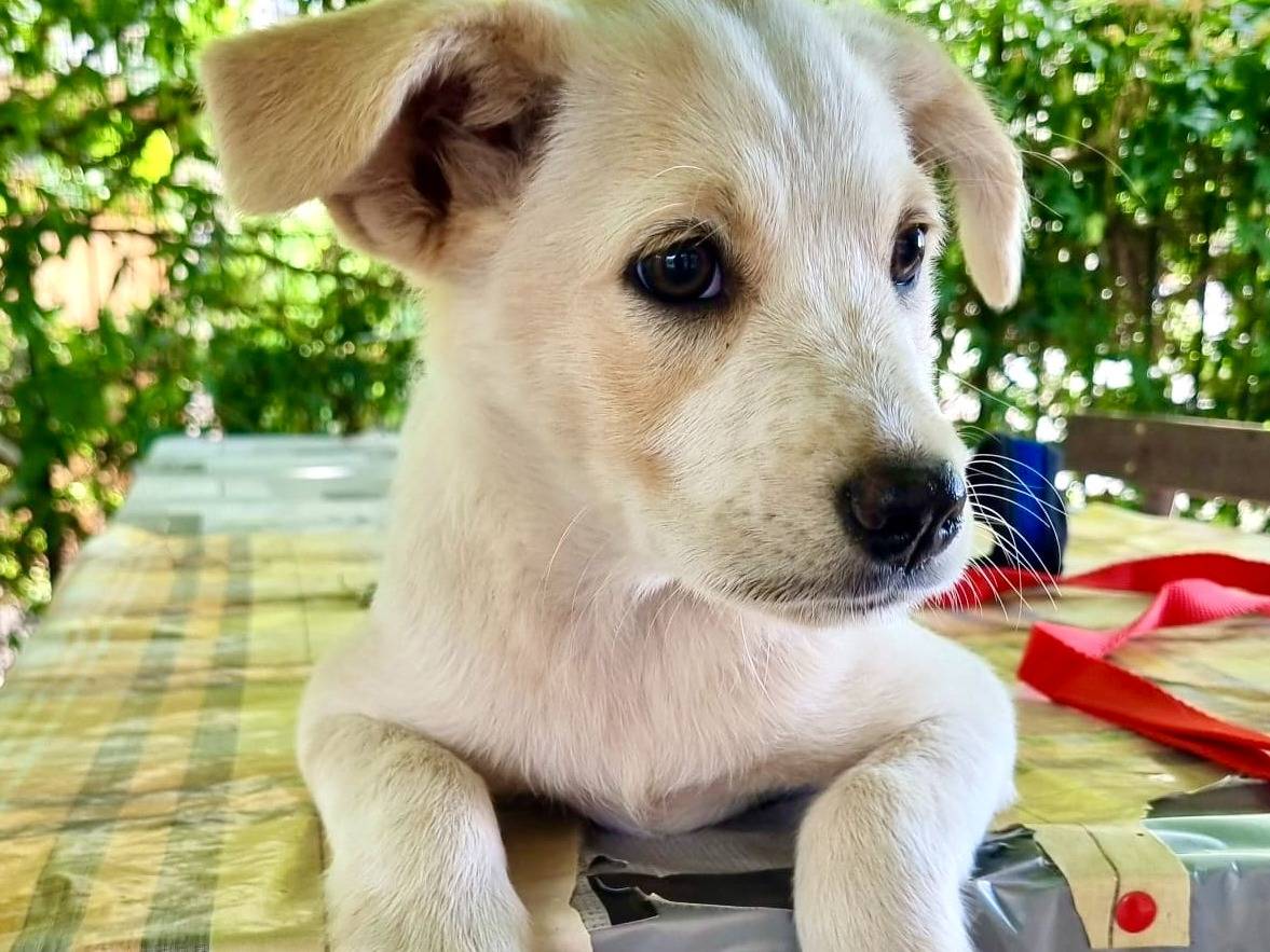 Adozione cane, femmina, Razza sconosciuta Razza sconosciuta, 3 mesi, taglia media, Vibo