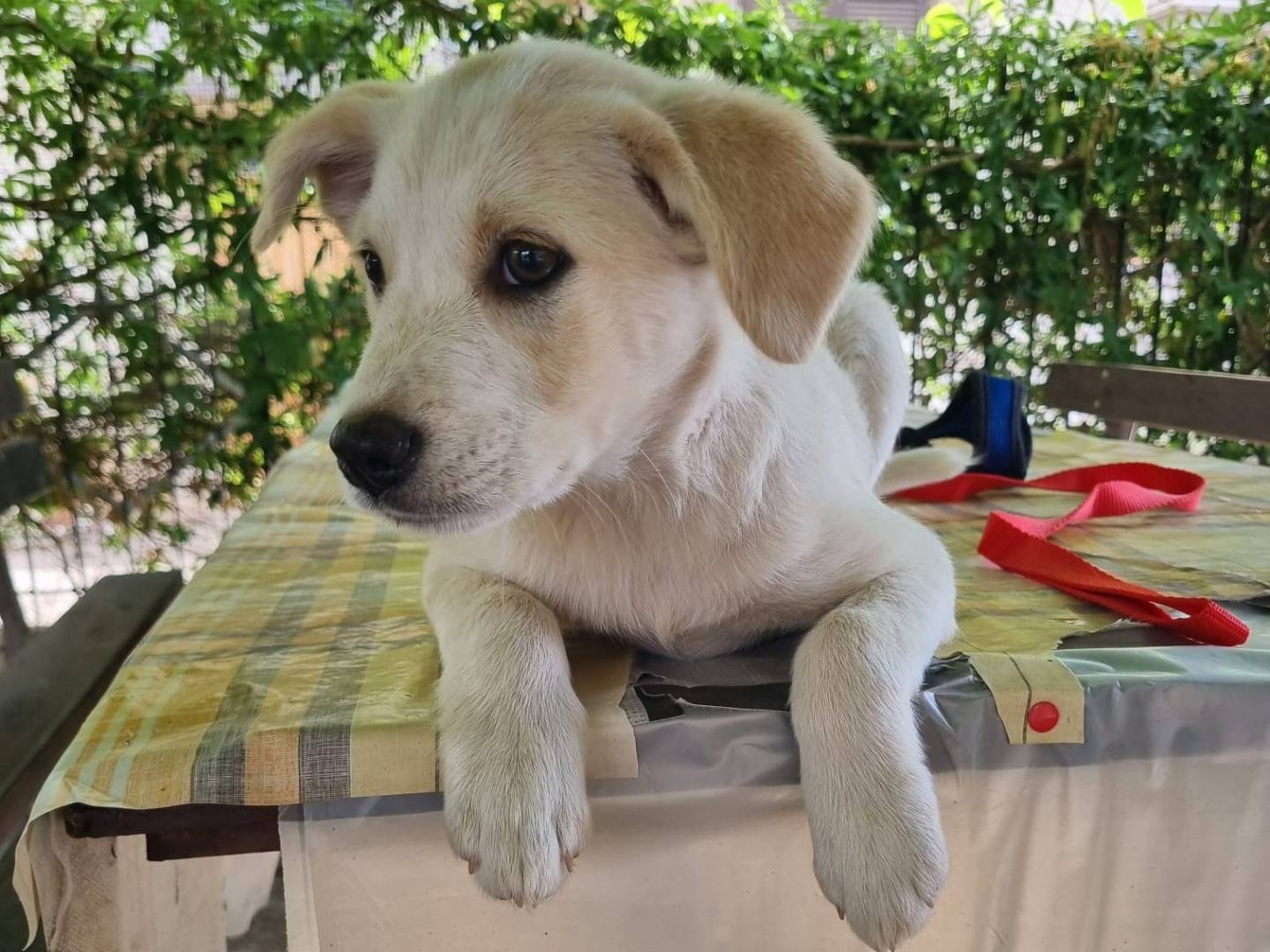 Adotta un cane, femmina, 3 mesi, Vibo