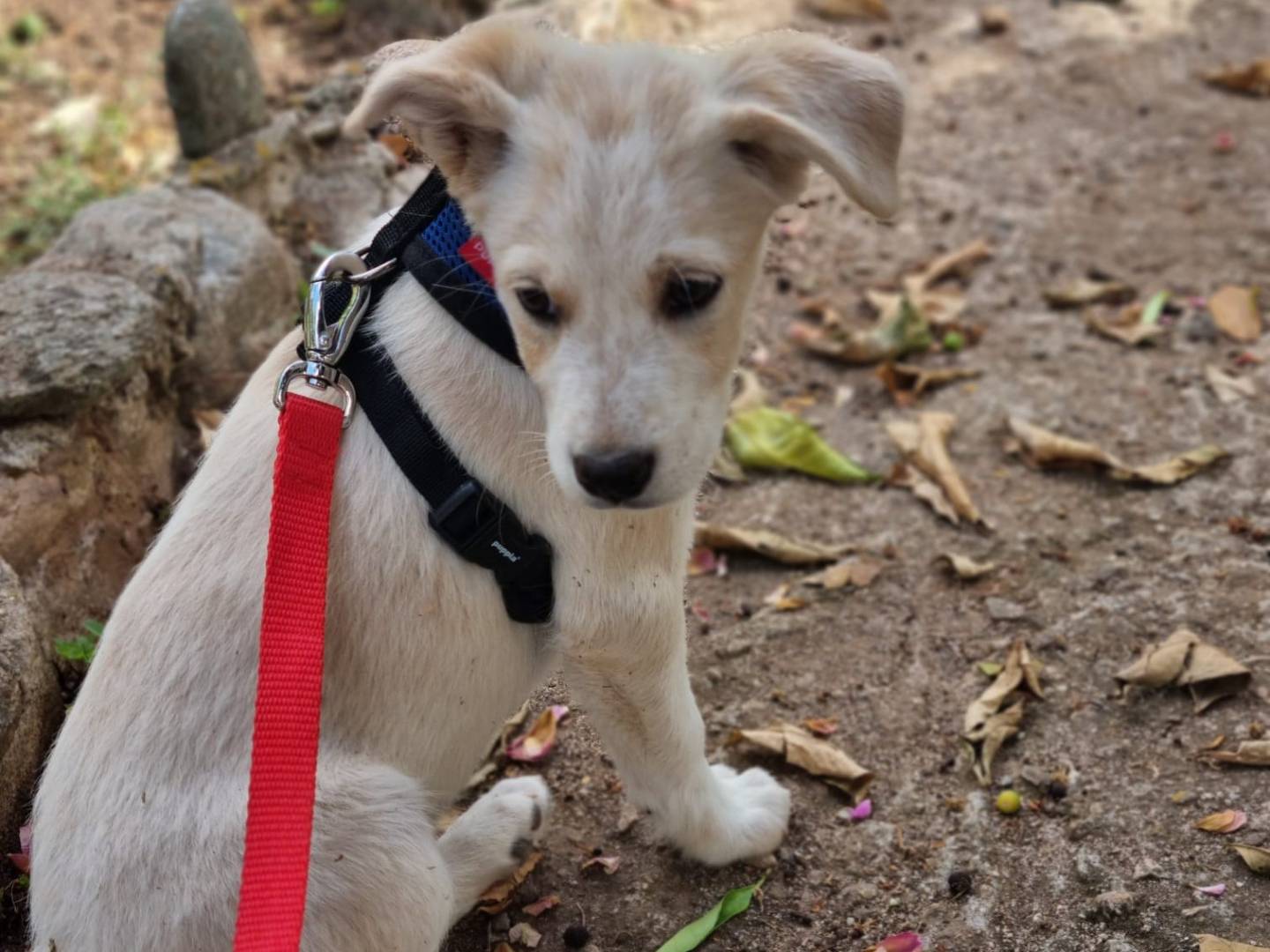 Adotta un cane, taglia media, femmina, Vibo