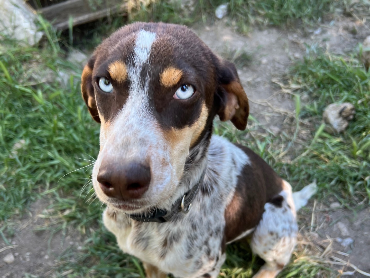 Adotta un cane, maschio, 1 anno, Laquila