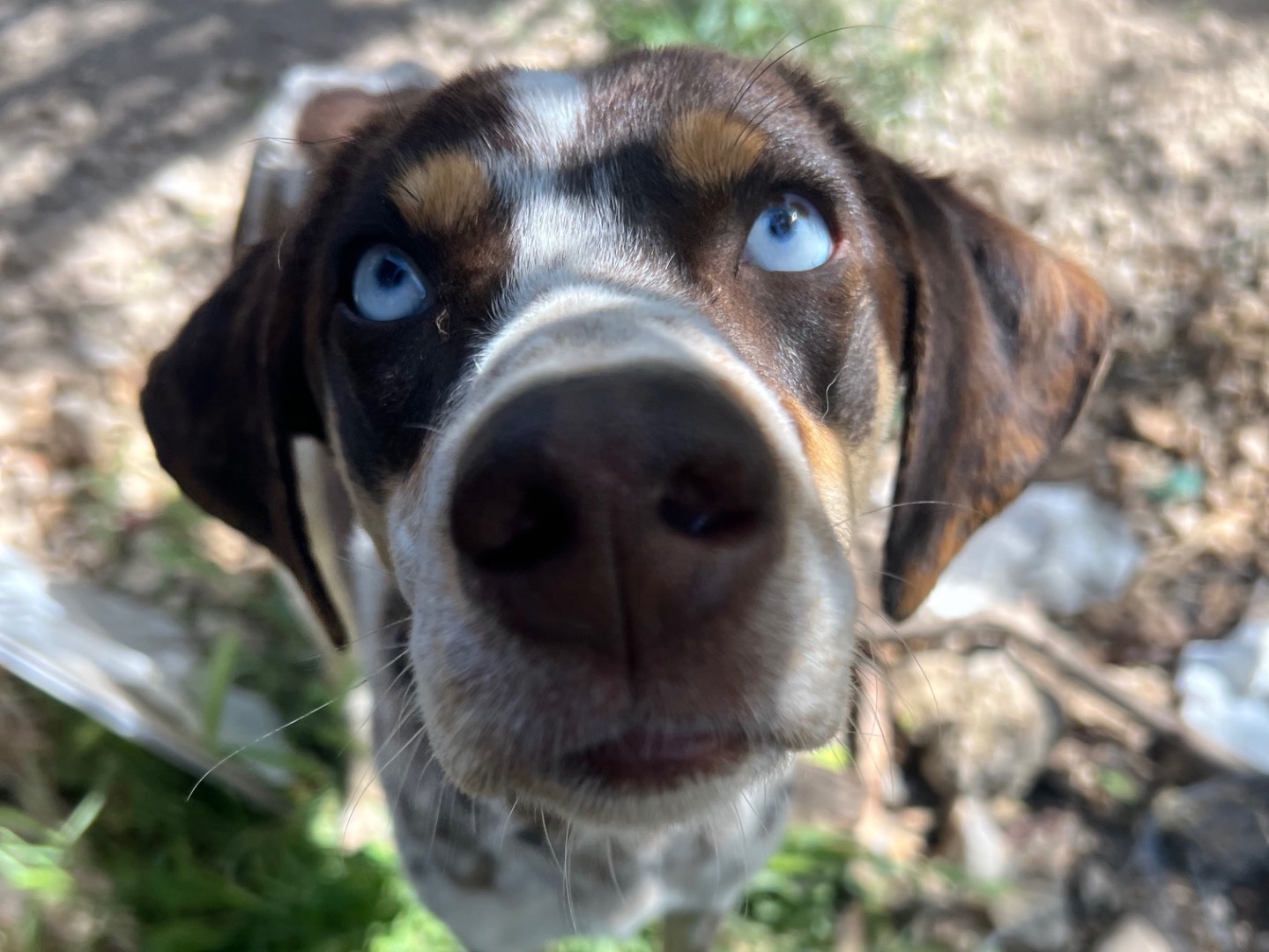 Adotta un cane, taglia piccola, maschio, Laquila
