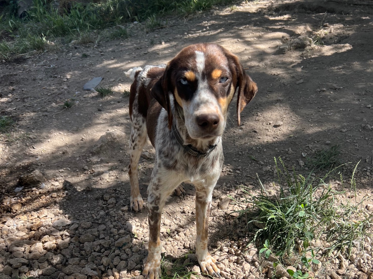 Vuoi adottare un cane a Laquila?