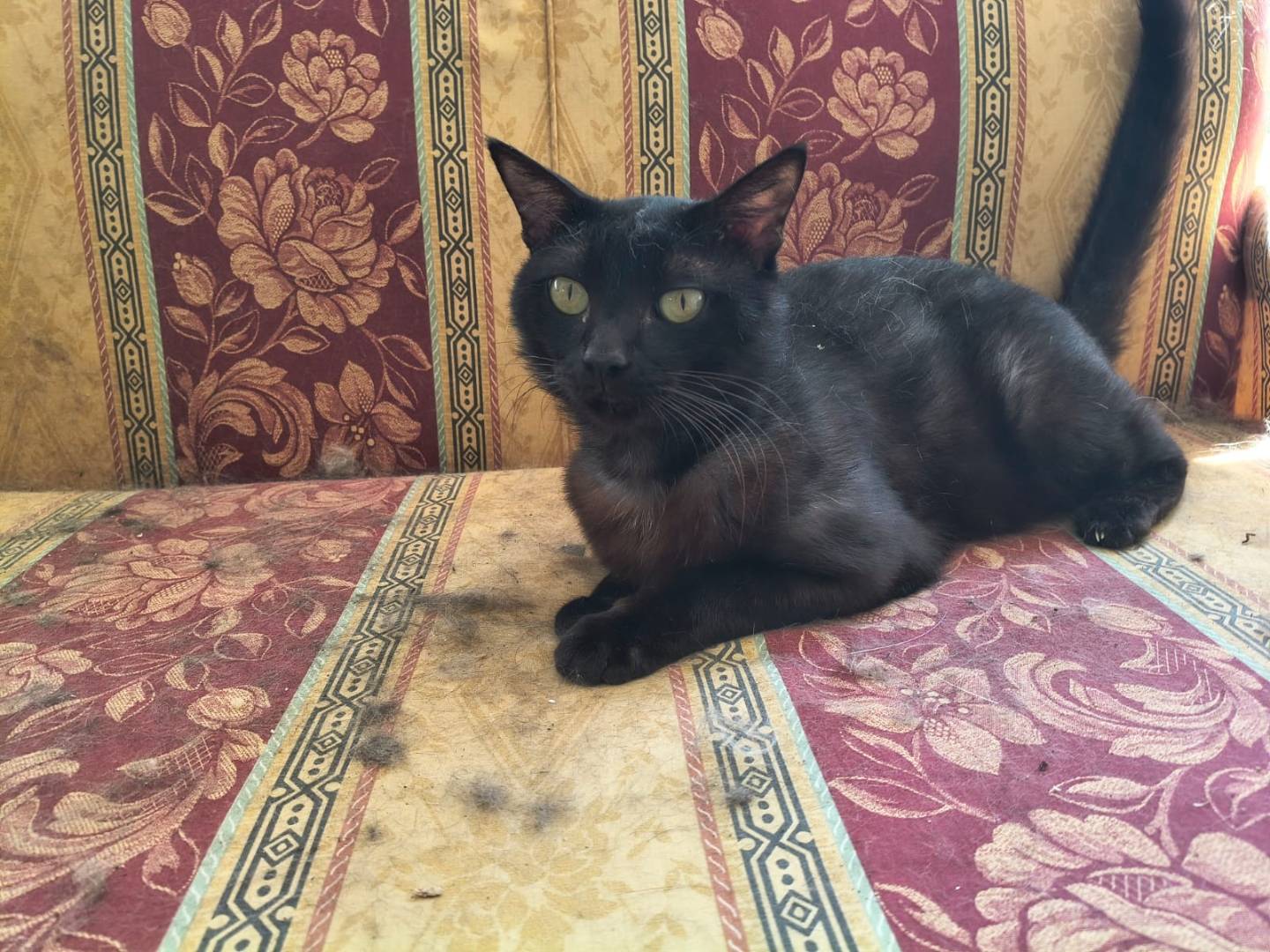 Adotta il gatto Silvio e Sbirulo a Salerno