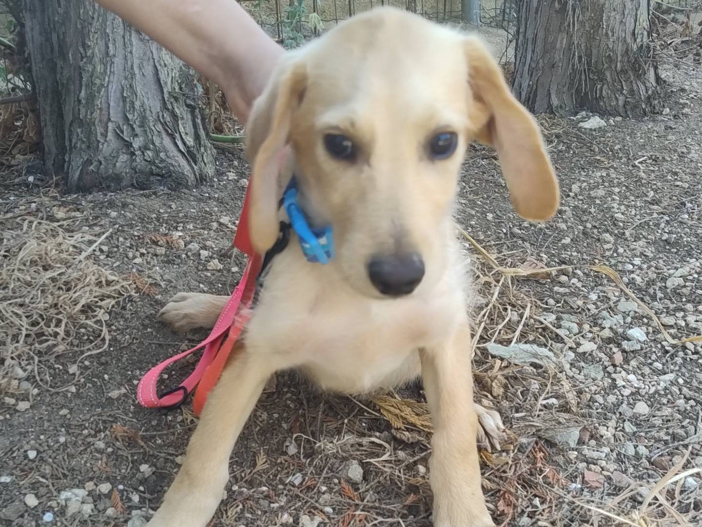 Adozione cane, maschio, Razza sconosciuta Razza sconosciuta, 3 mesi, taglia media, Pordenone