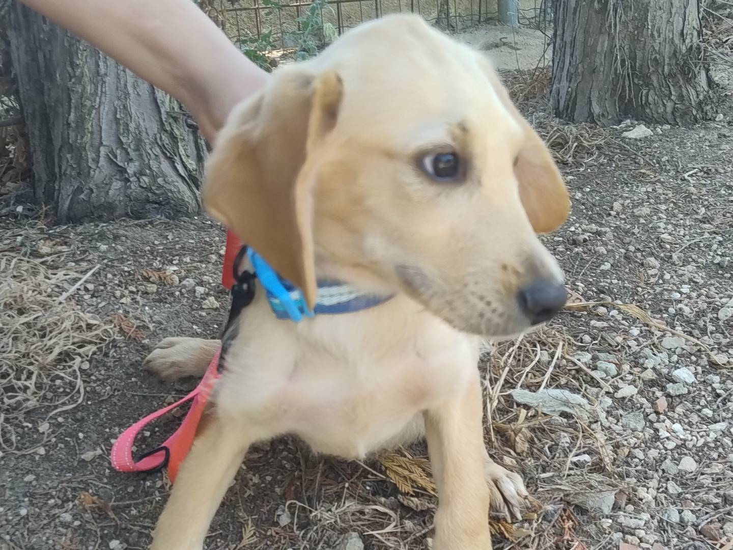 Adotta un cane, maschio, 3 mesi, Pordenone