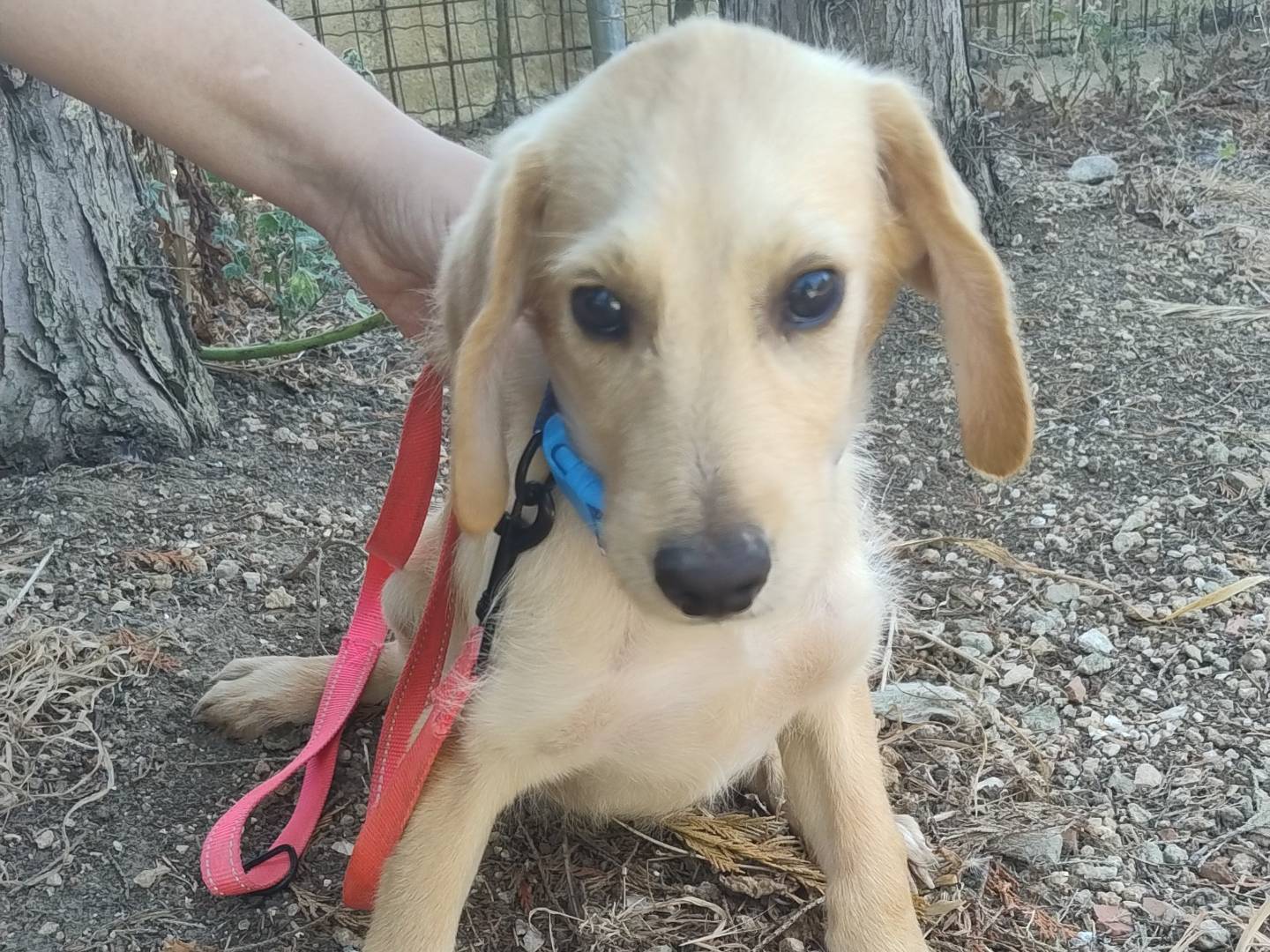 Adotta un cane, taglia media, maschio, Pordenone