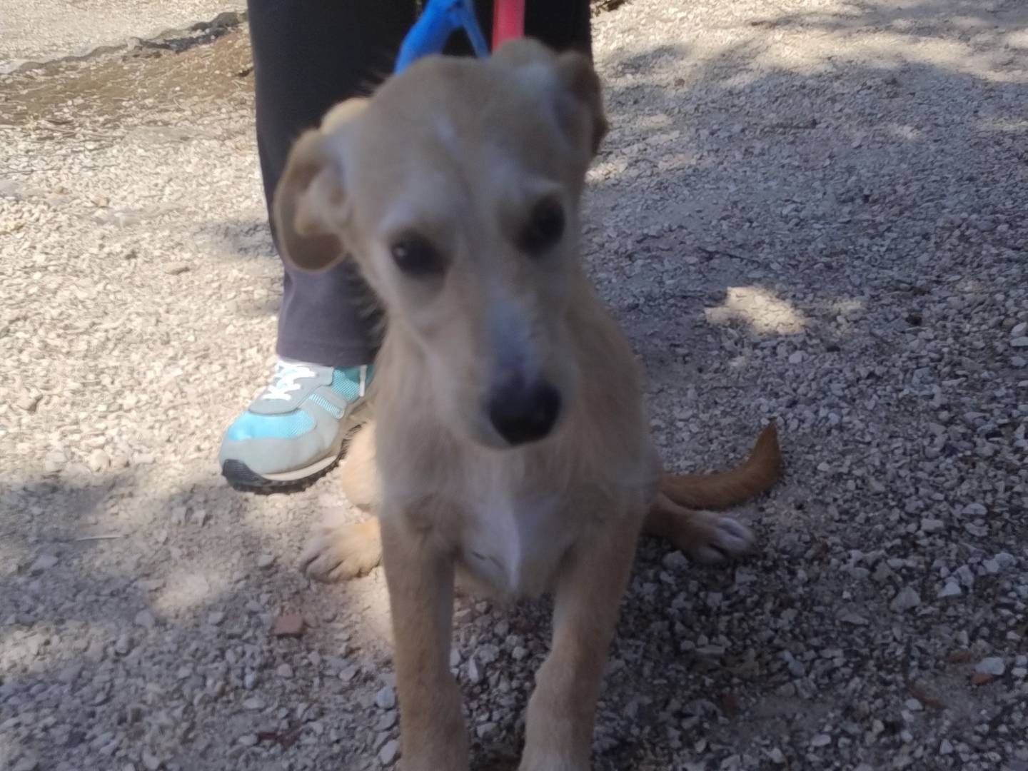 Vuoi adottare un cane a Pordenone?