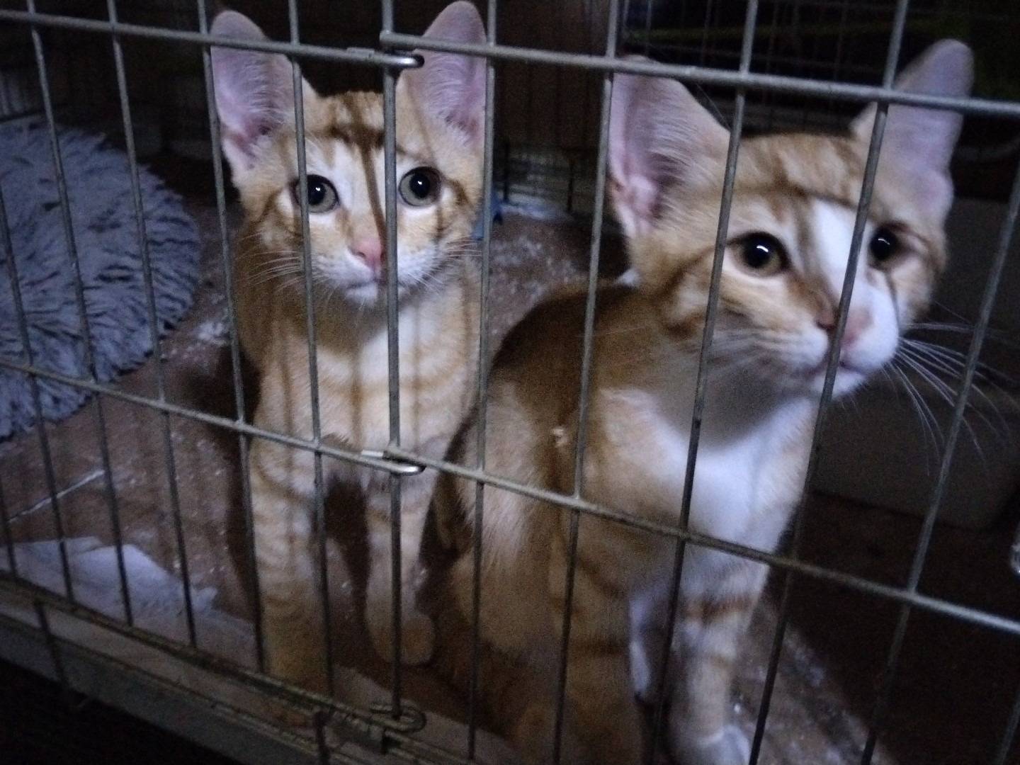 Adozione gatto, maschio, Razza sconosciuta Razza sconosciuta, 2 mesi, taglia non valida, Taranto