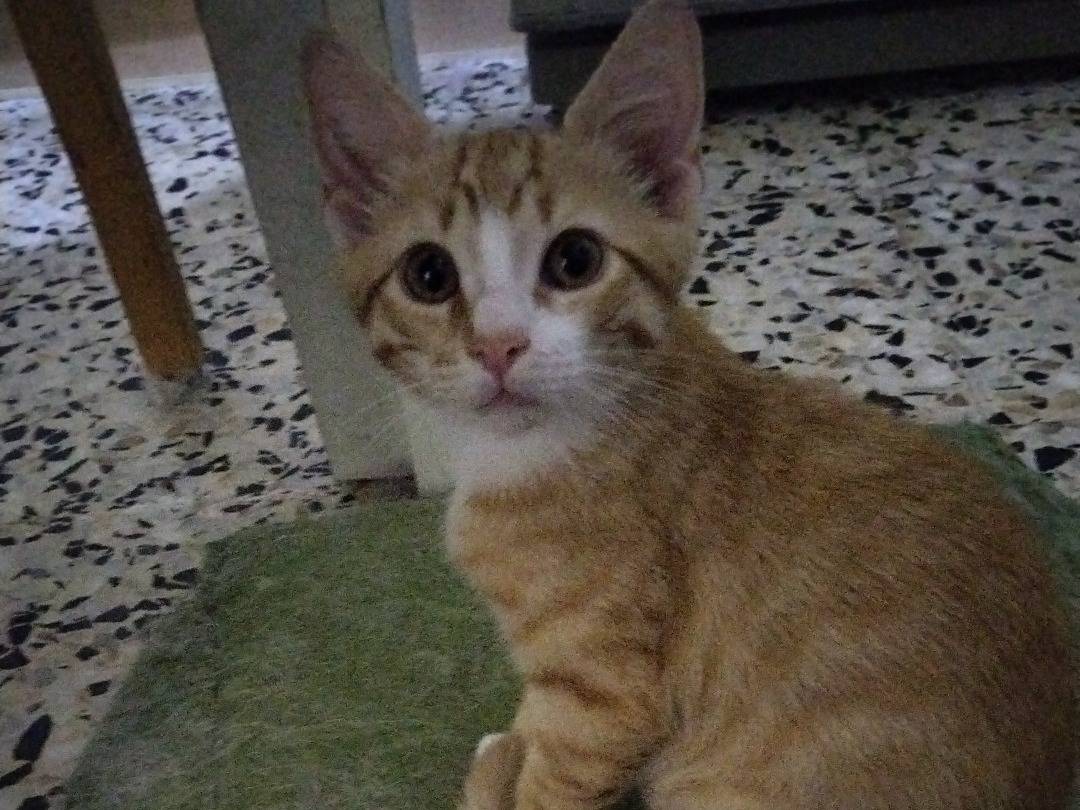 Adotta un gatto, maschio, 2 mesi, Taranto
