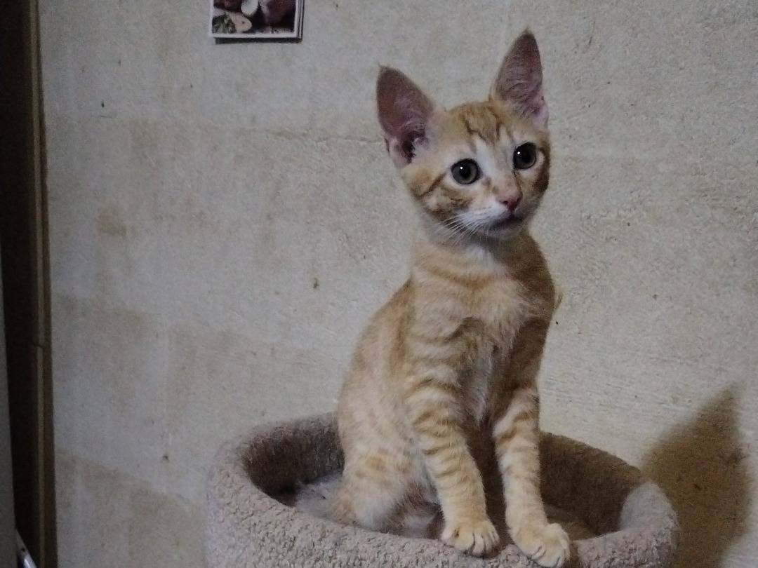 Adotta un gatto, taglia non valida, maschio, Taranto