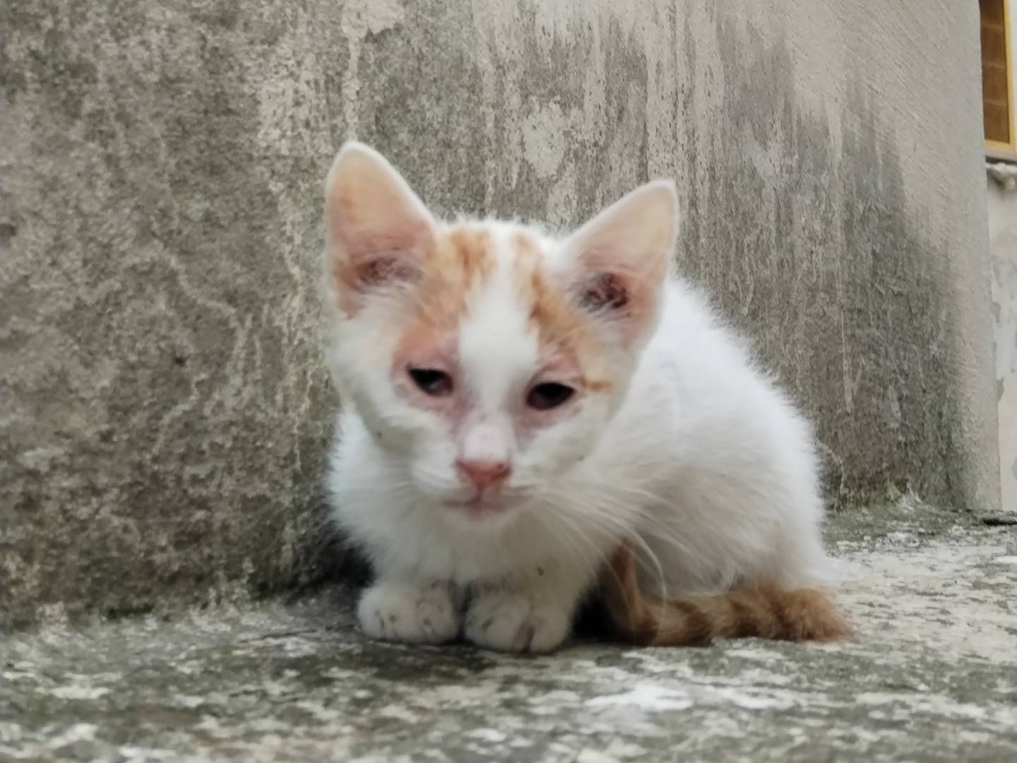 Vuoi adottare un gatto a Taranto?